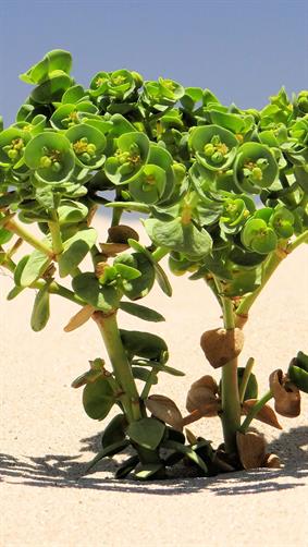 4inch Mini Tree, Eucla, WA. 